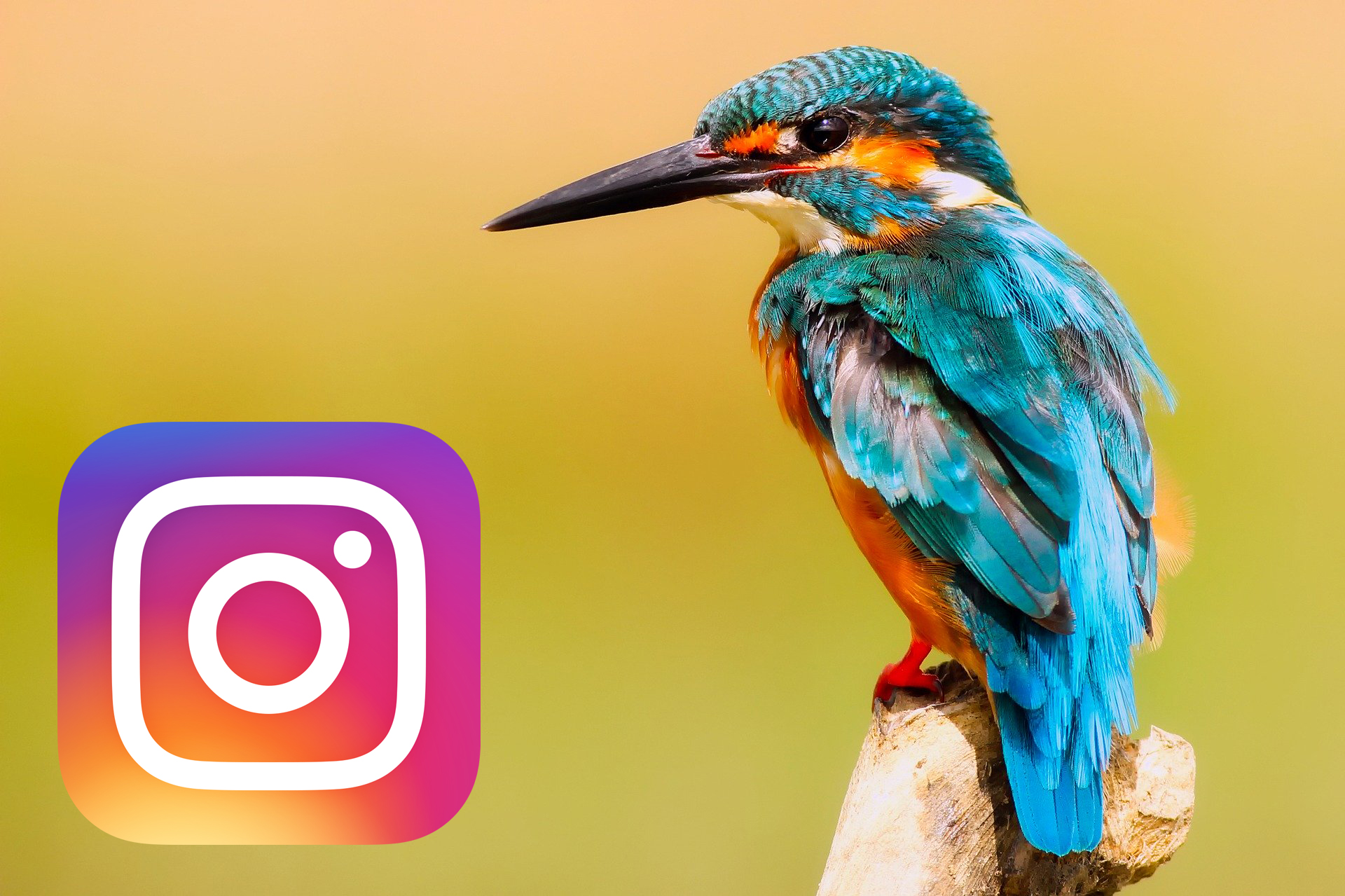 Det här är några dolda sanningar om naturfotografering på Instagram