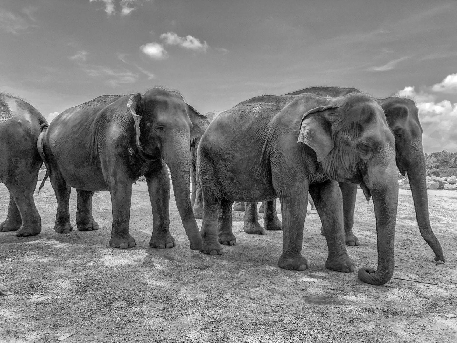Fotograf trampad ihjäl av en vild elefant efter att ha kommit för nära sin flock