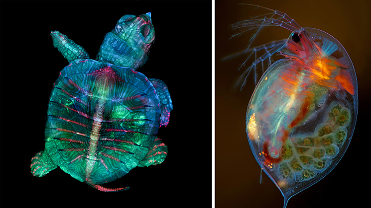 2019 års Nikon Small World-vinnare visar att mycket skönhet passar in i små världar