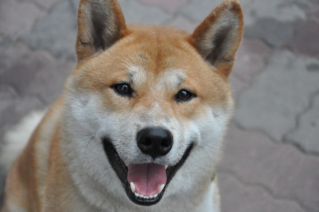 Varför har kryptomyntet Shiba Inu (SHIB) skjutit i höjden de senaste veckorna?