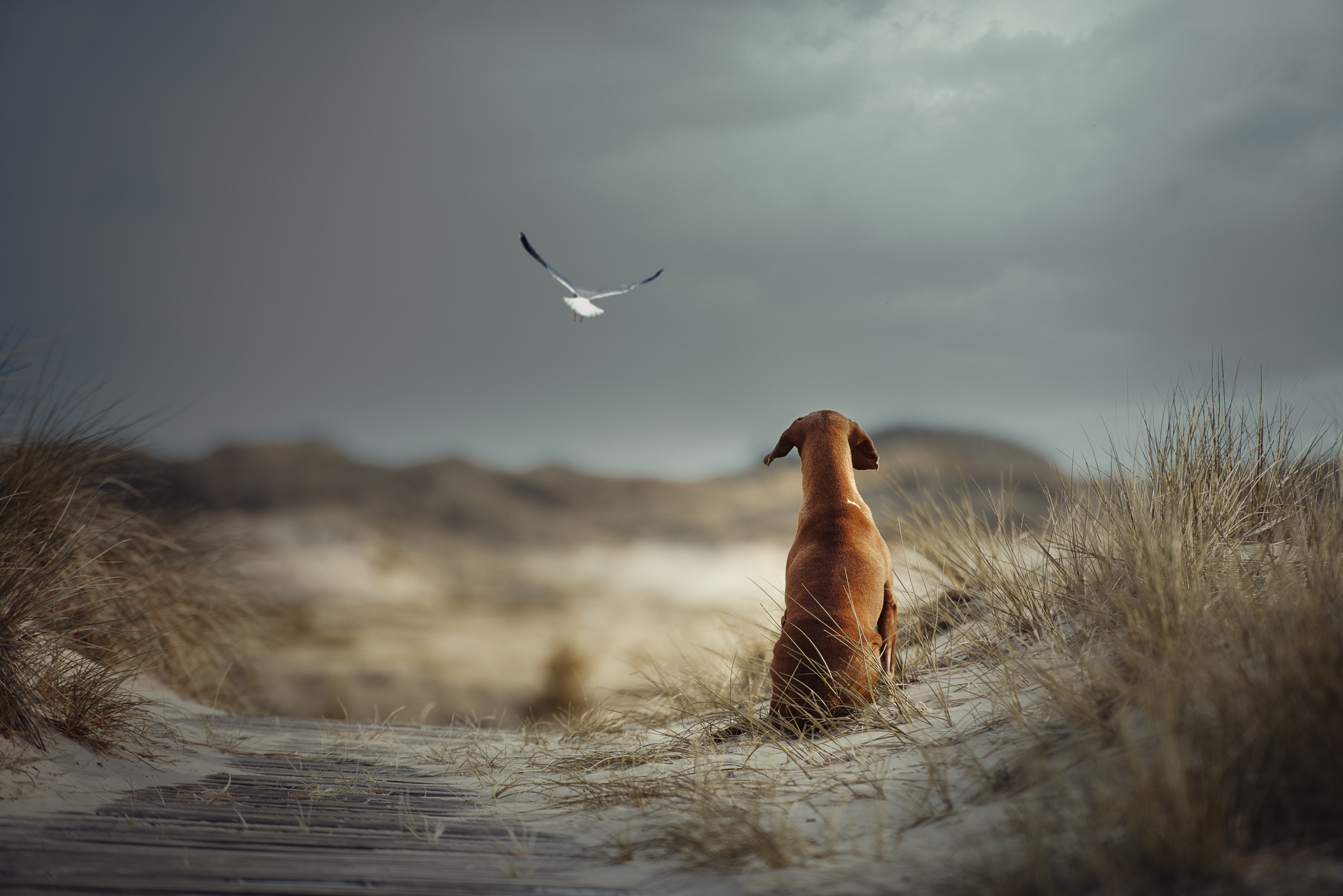 Det här är de vinnande bilderna från 2021 års Dog Photography Awards