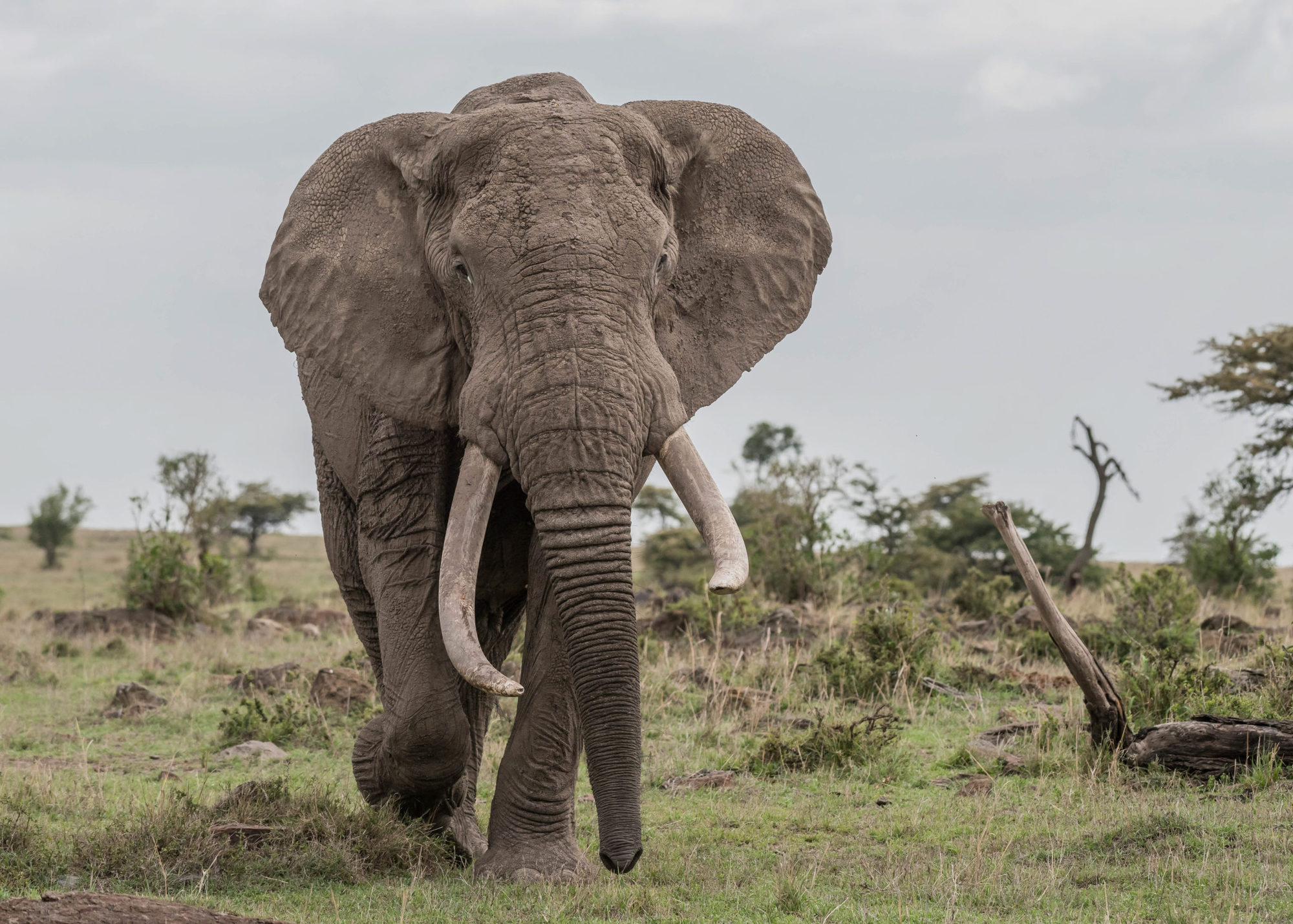 Man och litet barn attackerade av elefant efter att ha gjort intrång i djurparkens livsmiljö för ett foto