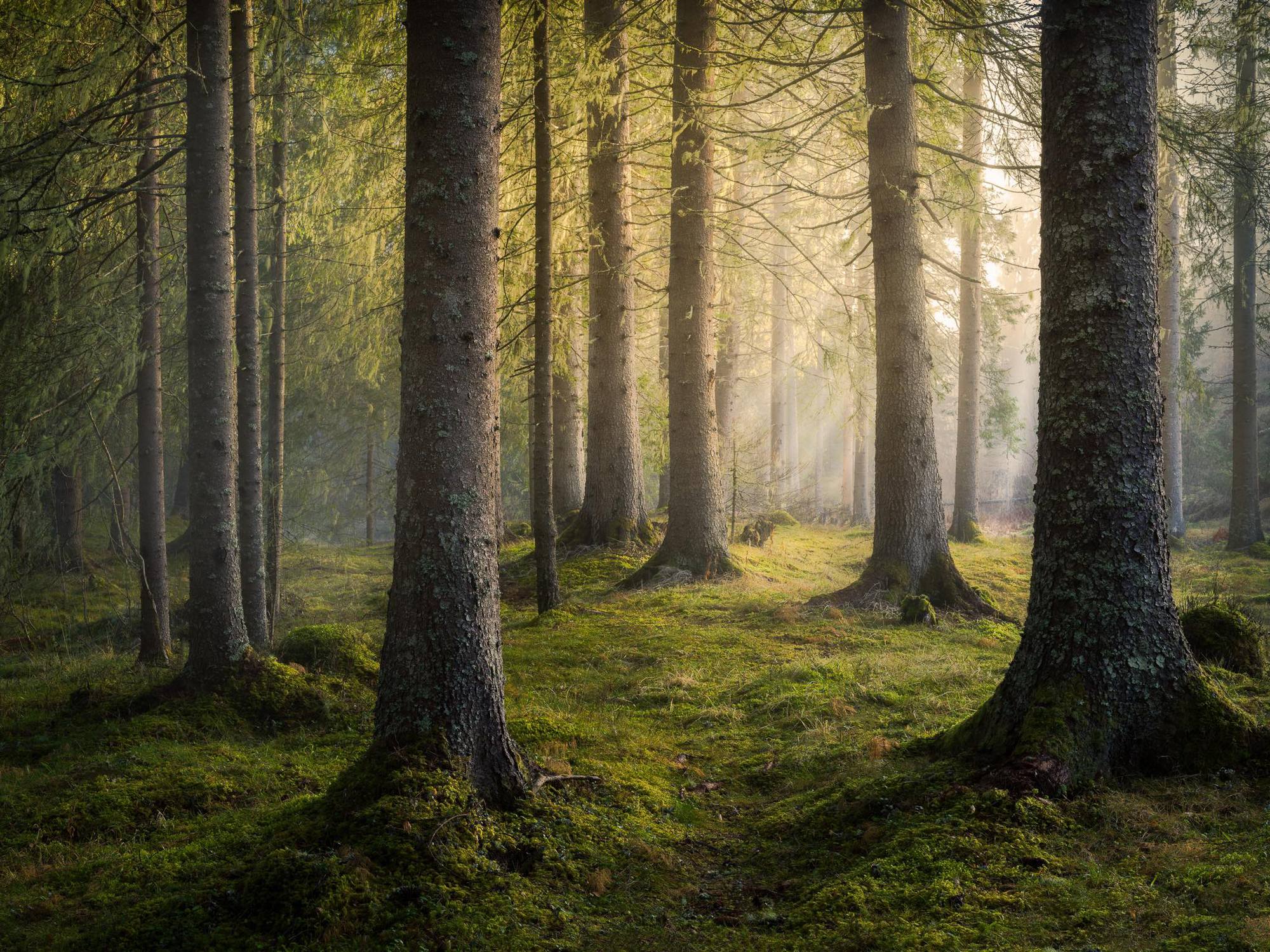 7 kritiska tips för att bemästra skogsfotografering