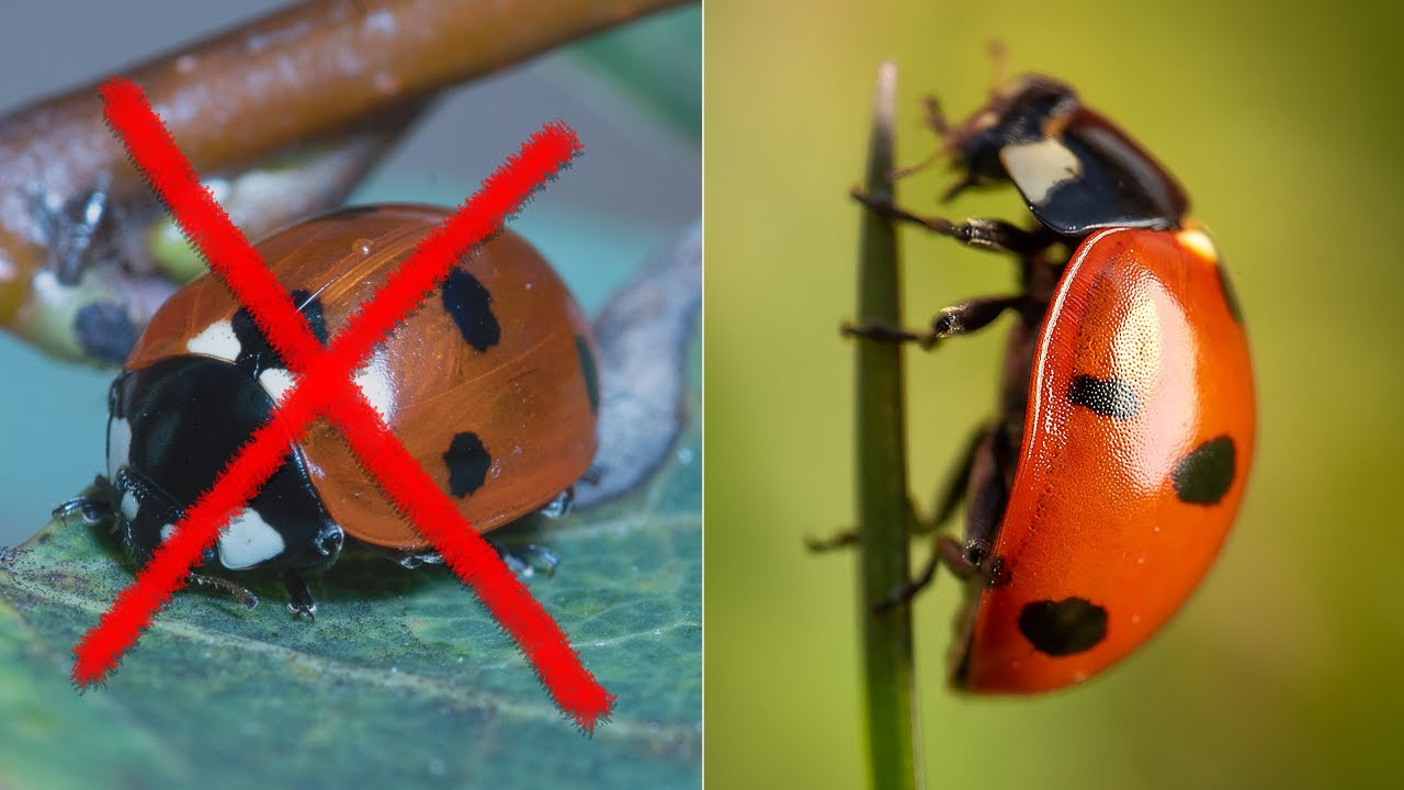 Åtta av de vanligaste makrofotograferingsmisstagen och hur man undviker dem