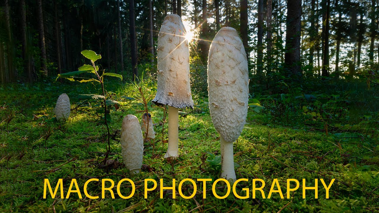 Tips för att ta närbild av svampbilder